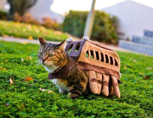 好きな車一台プレゼントするよ！どれが良い？