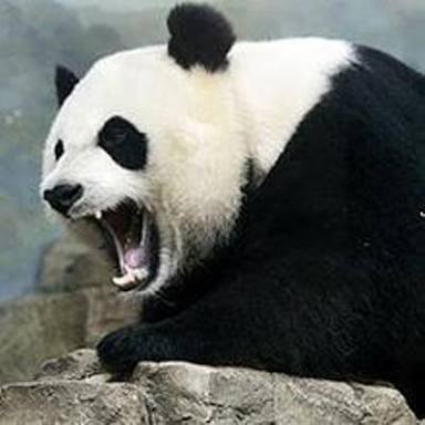 北朝鮮、「炭疽菌ICBM」実験か　米韓に情報