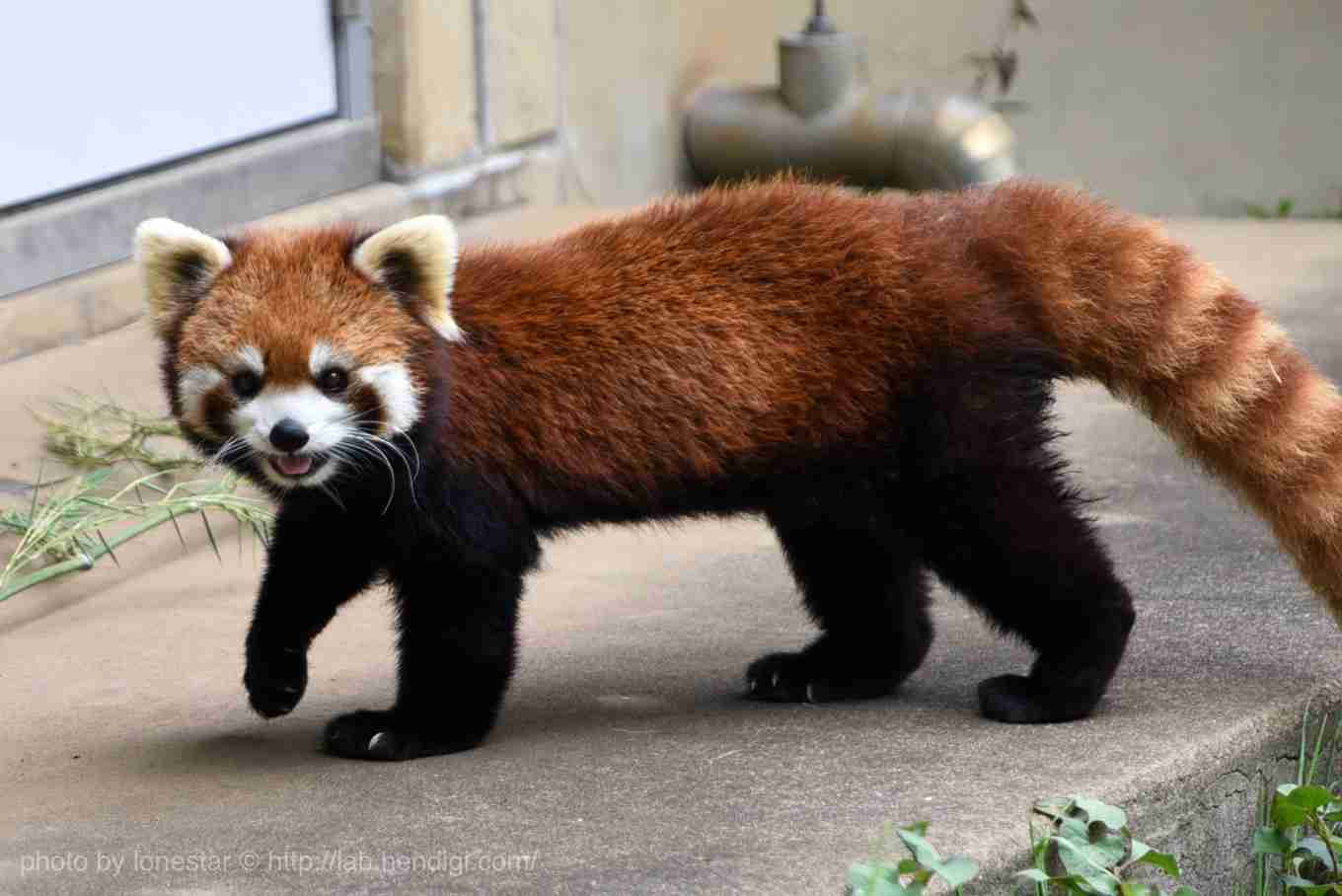 北朝鮮、「炭疽菌ICBM」実験か　米韓に情報