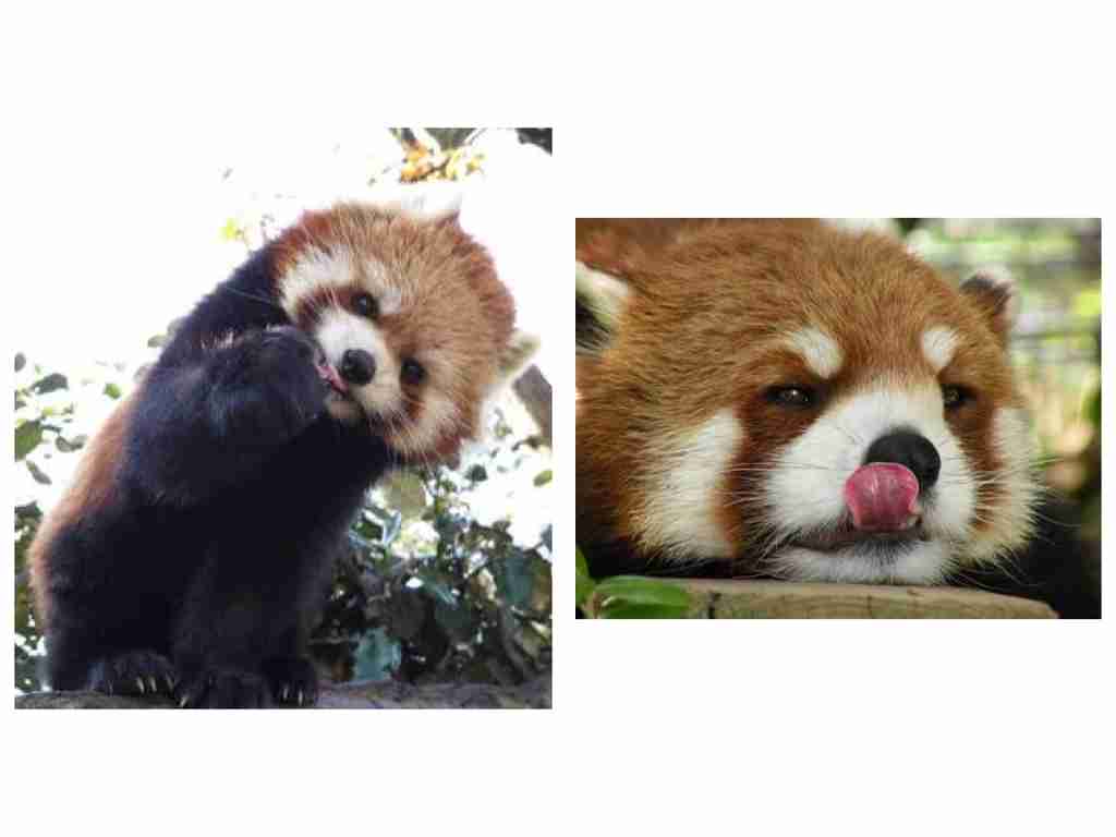 北朝鮮、「炭疽菌ICBM」実験か　米韓に情報