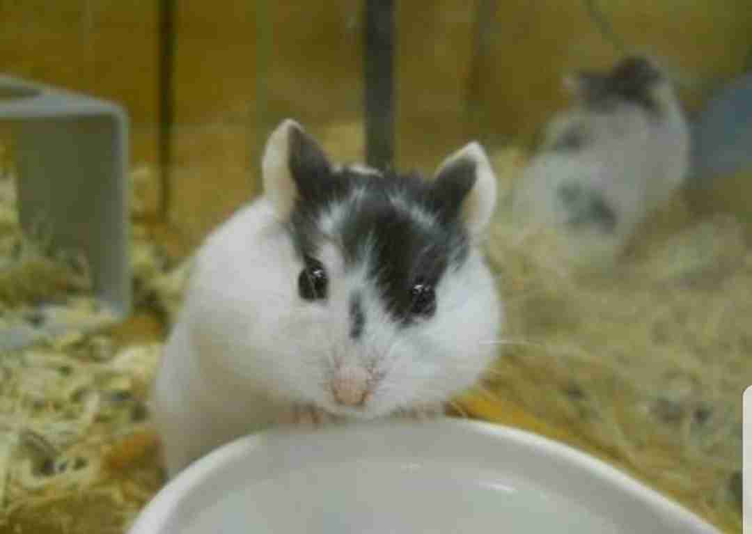 ハムスターが好き