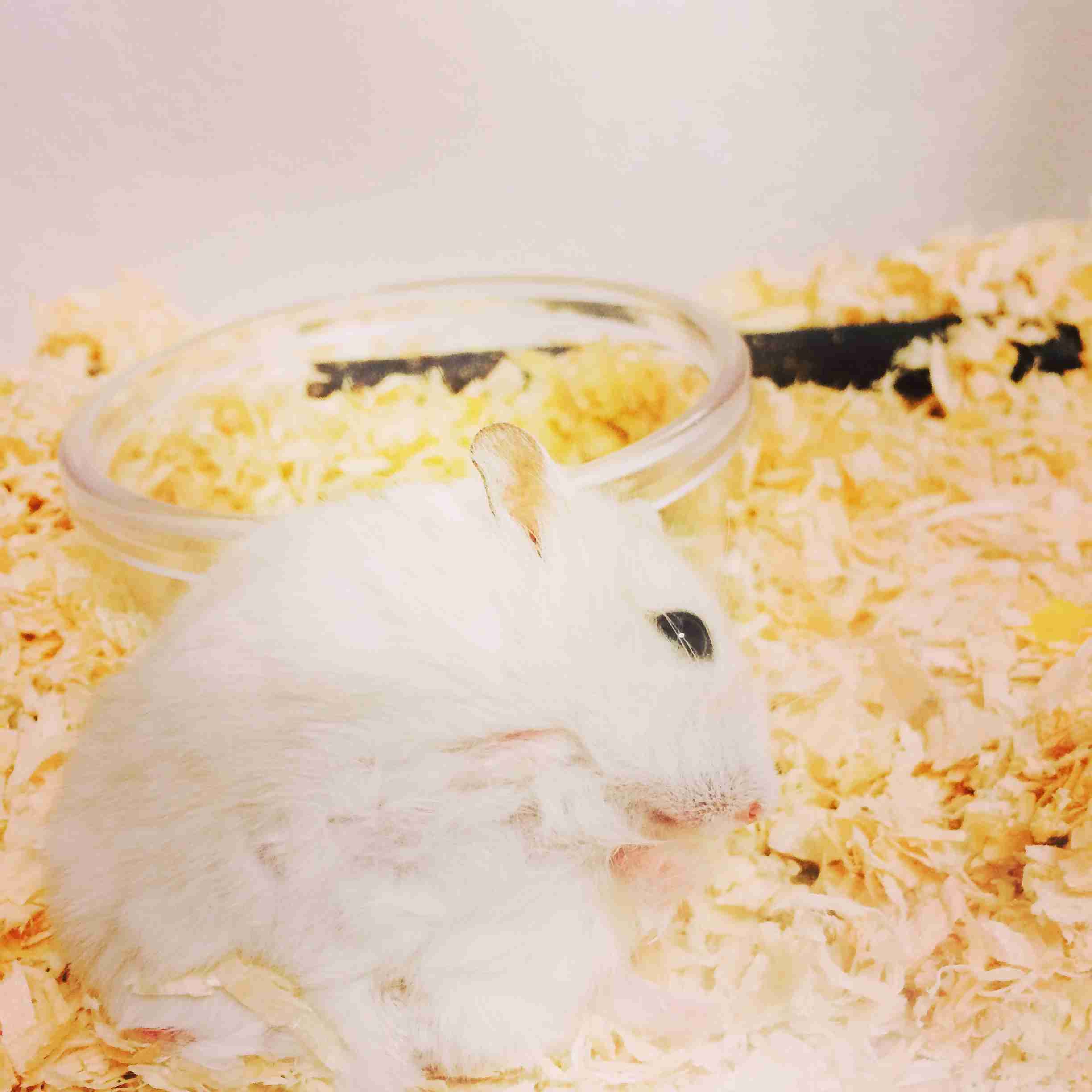 ハムスターが好き