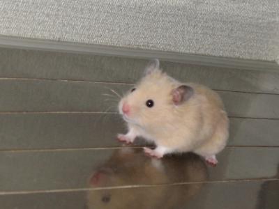 ハムスターが好き