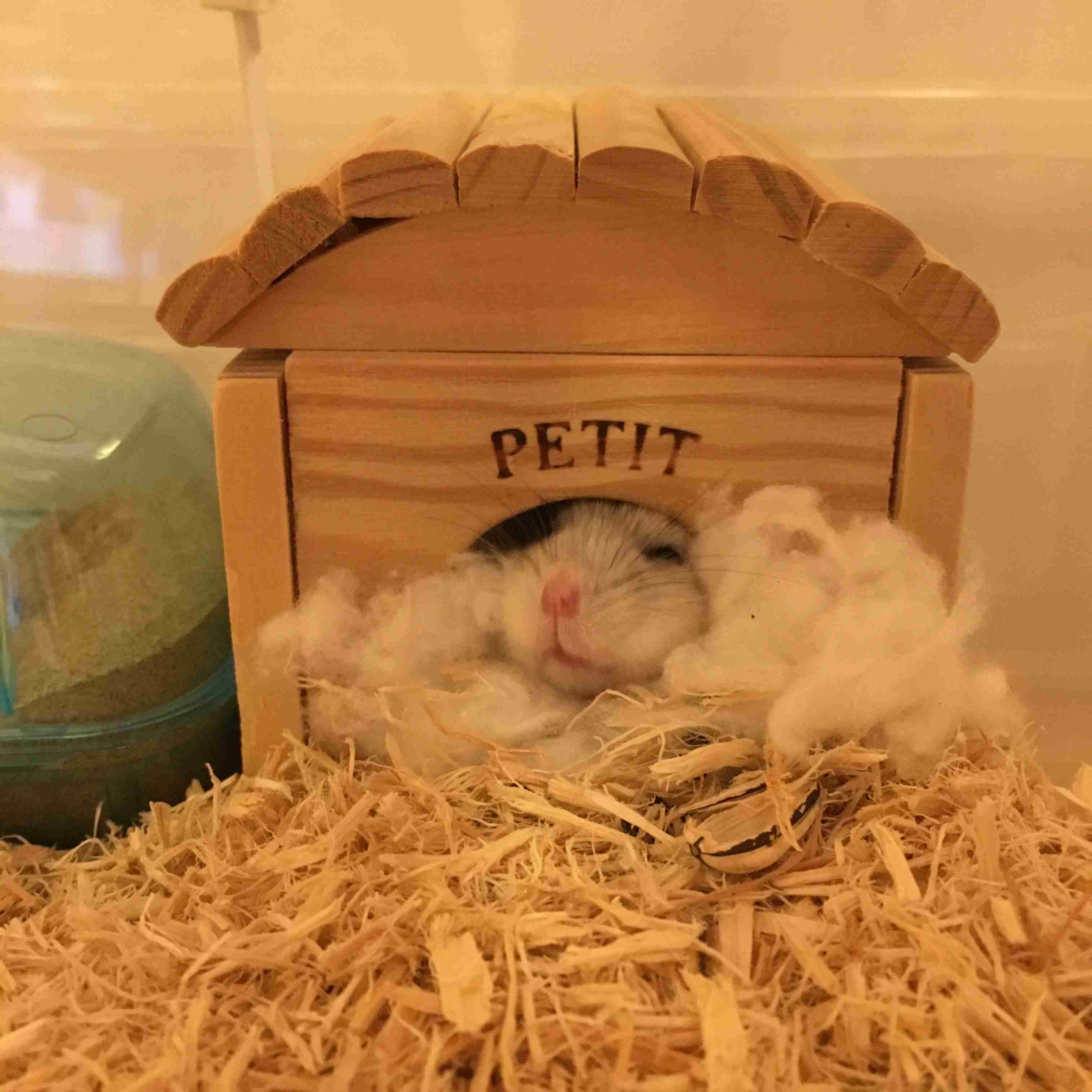 ハムスターが好き