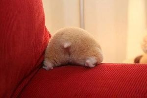 ハムスターが好き