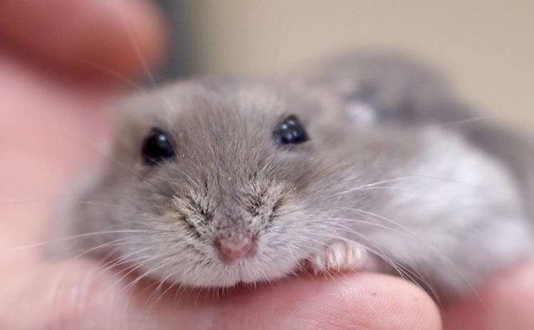 ハムスターが好き
