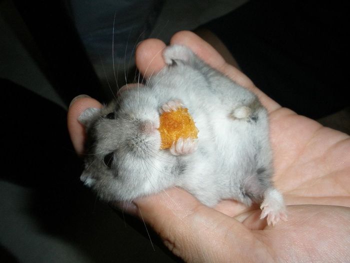ハムスターが好き