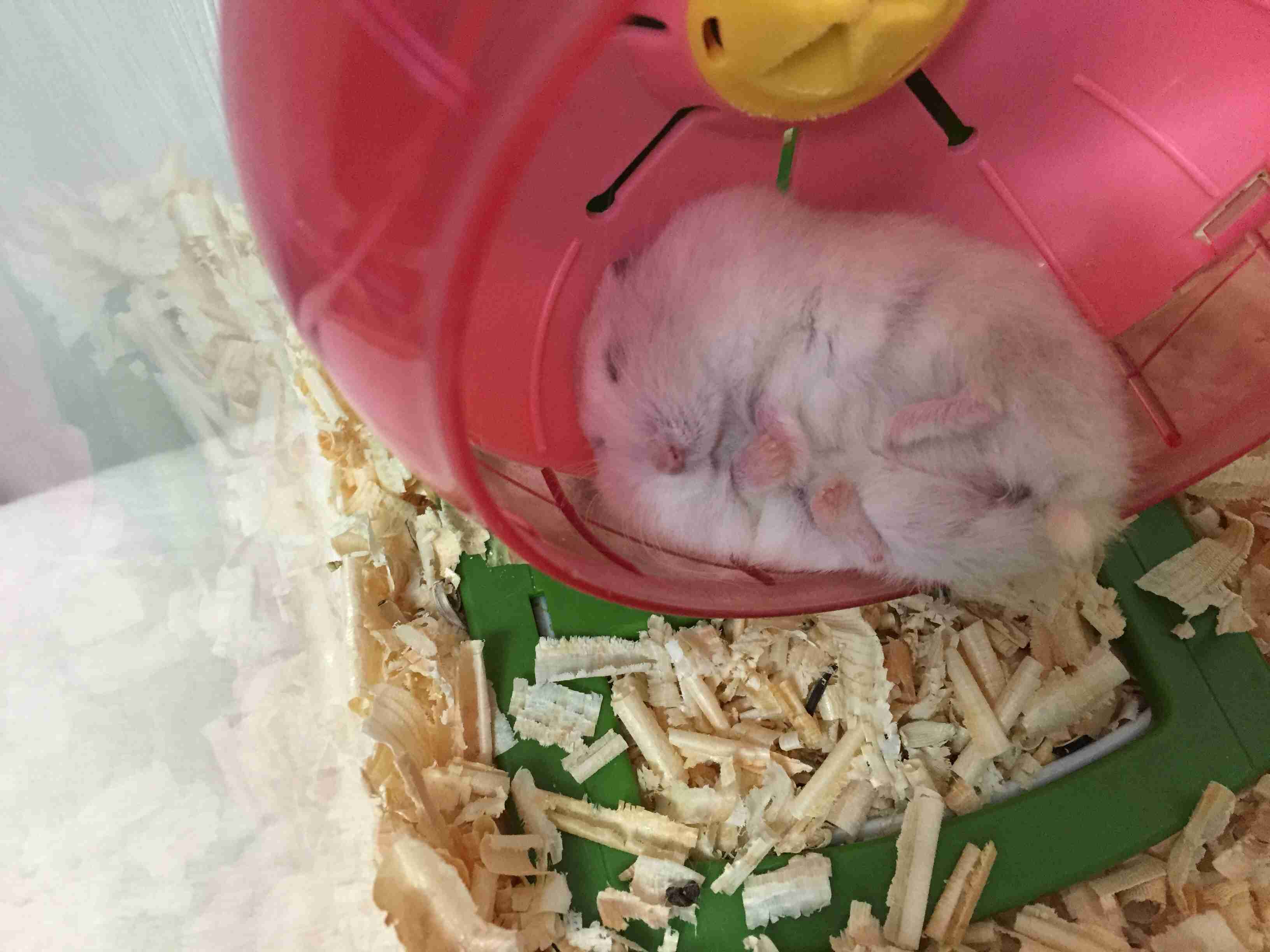 ハムスターが好き