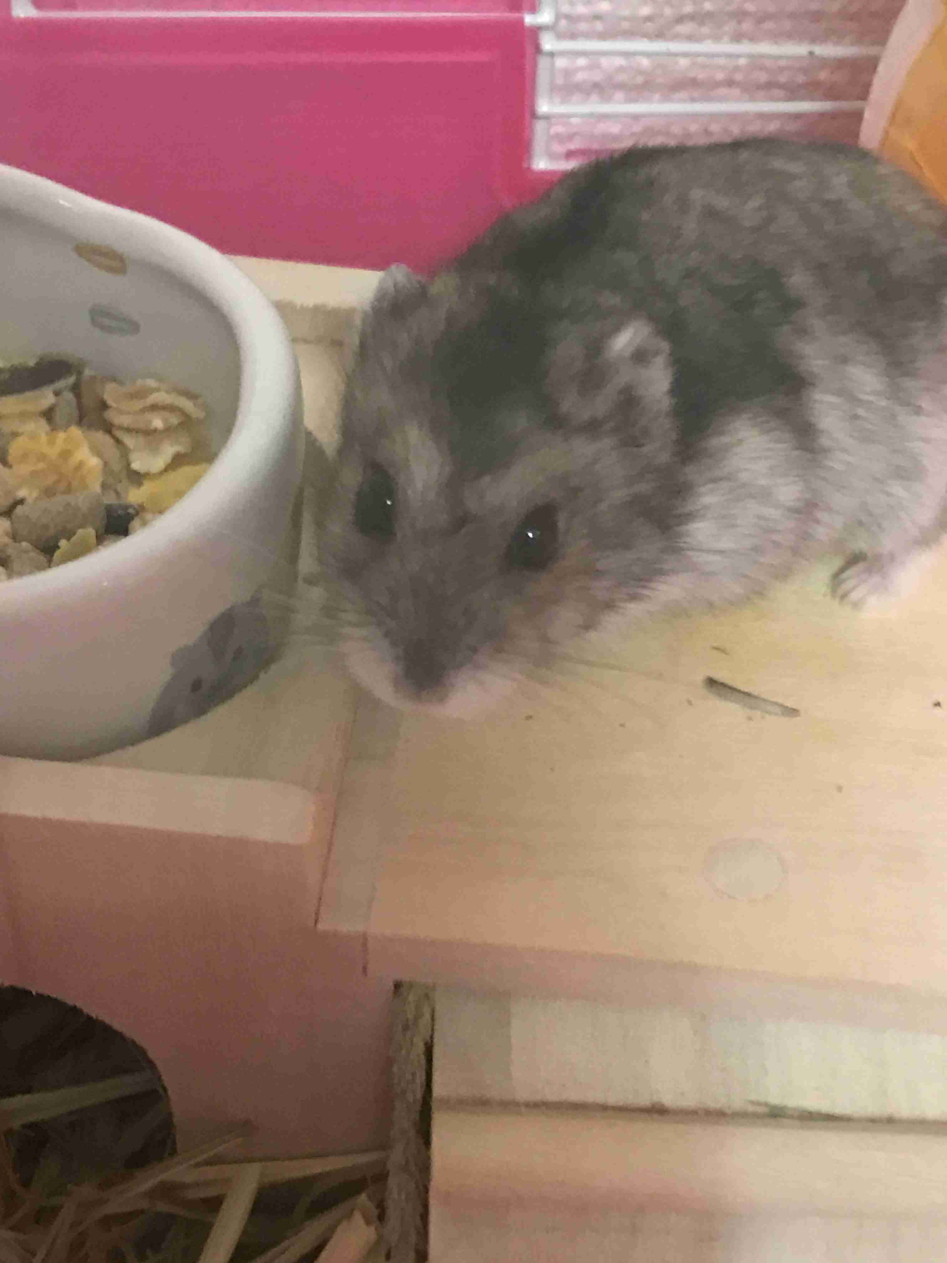 ハムスターが好き