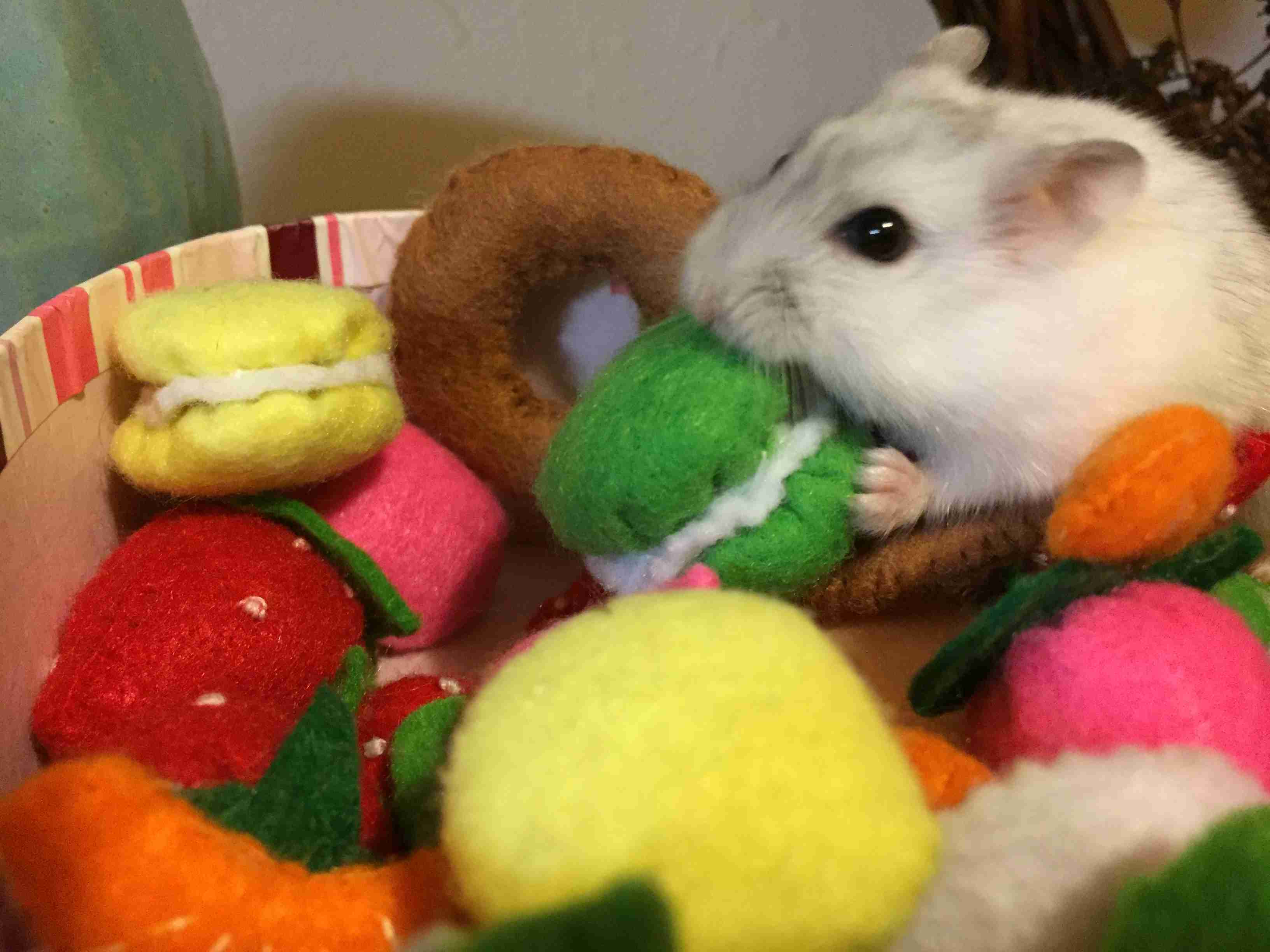 ハムスターが好き