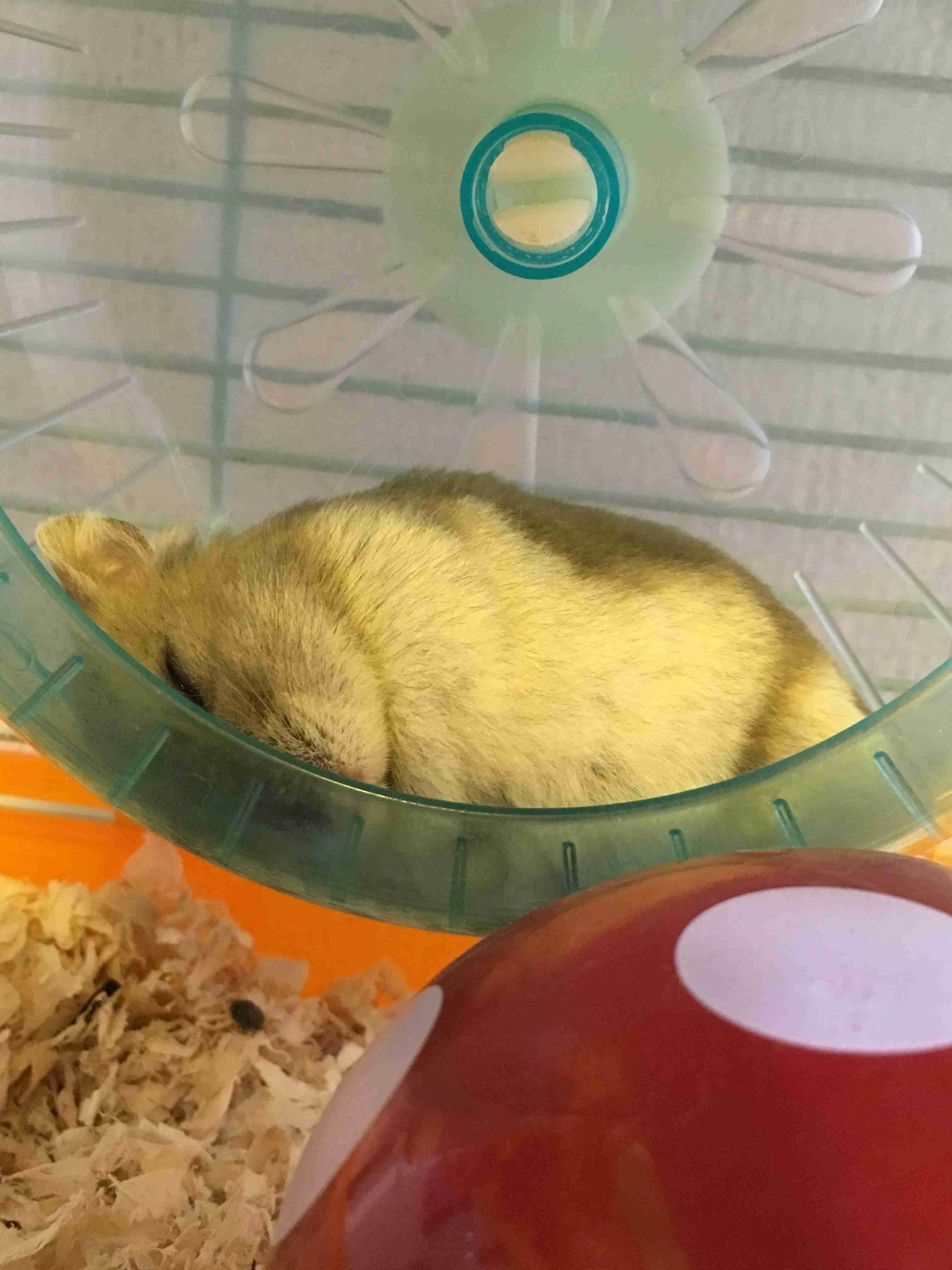 ハムスターが好き