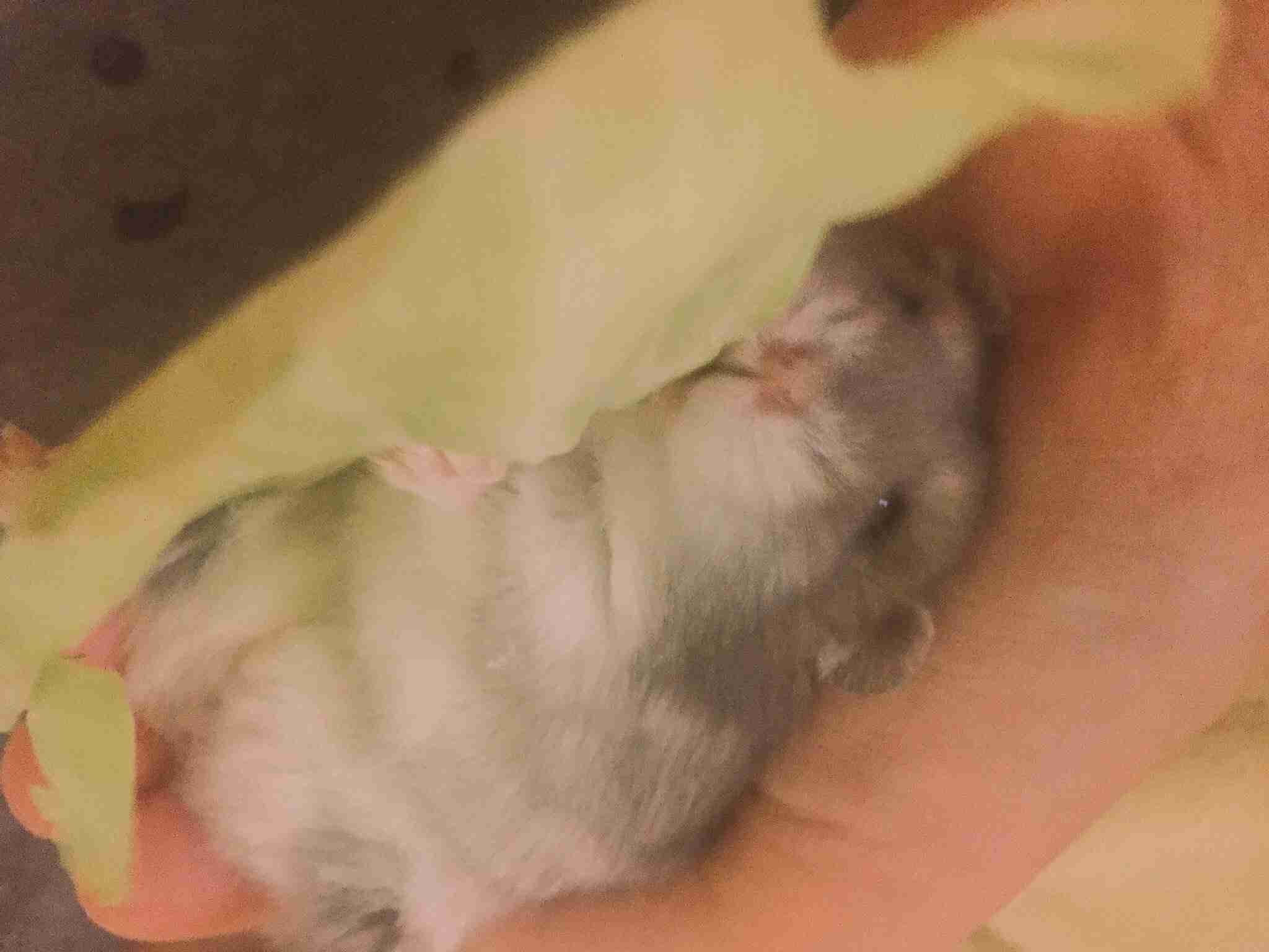 ハムスターが好き