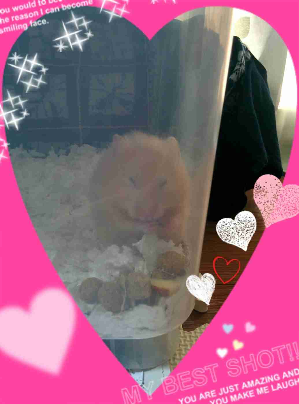 ハムスターが好き