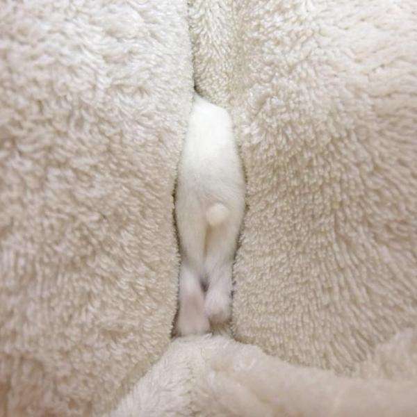 ハムスターが好き