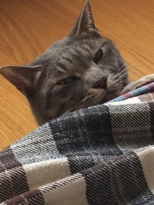 お酒を飲みながら雑談しようよ part3