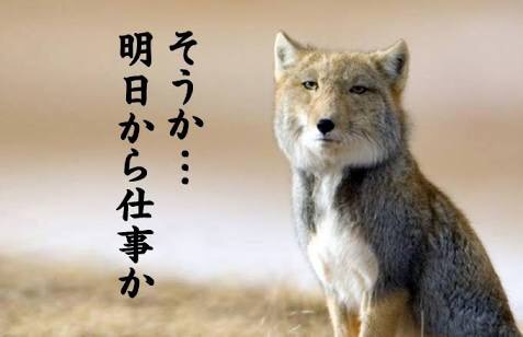 【2018年一発目】チベットスナギツネを愛でるトピ