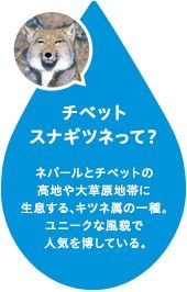 【2018年一発目】チベットスナギツネを愛でるトピ