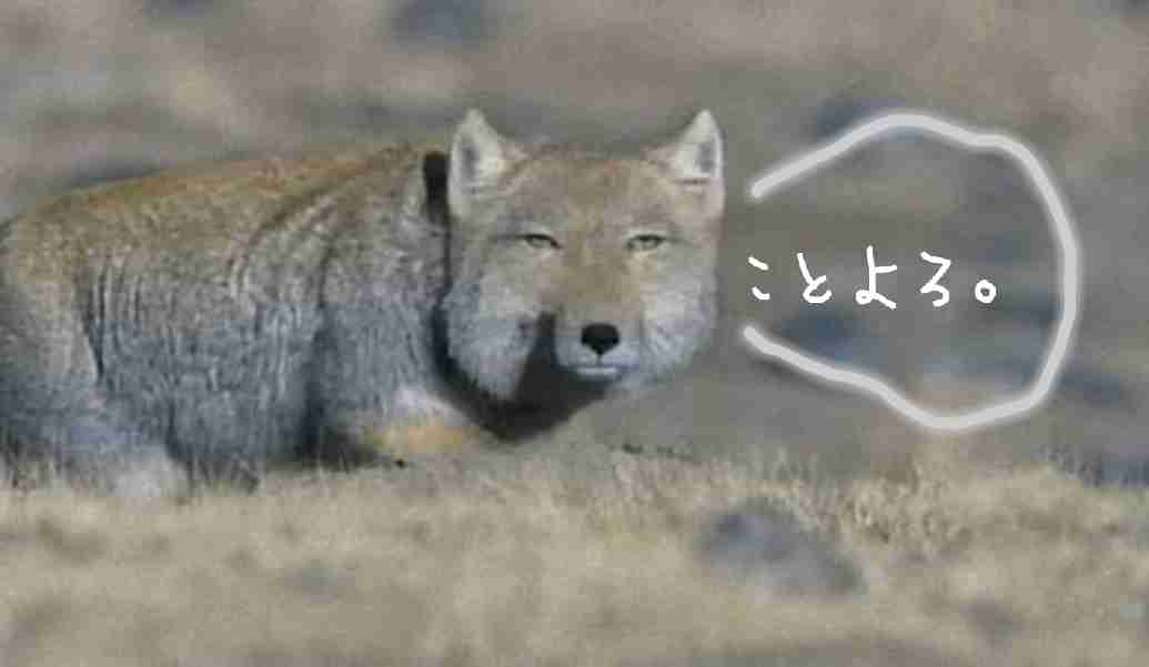 【2018年一発目】チベットスナギツネを愛でるトピ