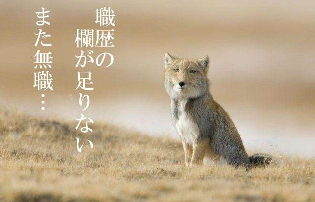 【2018年一発目】チベットスナギツネを愛でるトピ