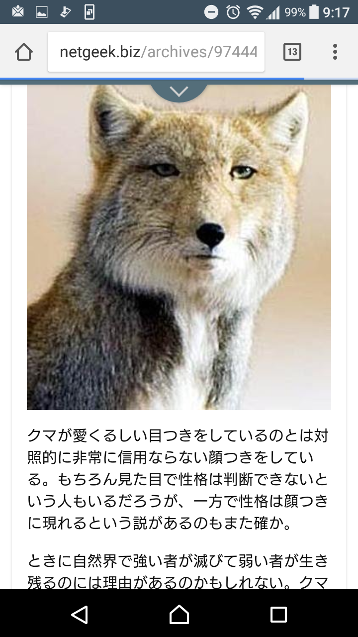 【2018年一発目】チベットスナギツネを愛でるトピ