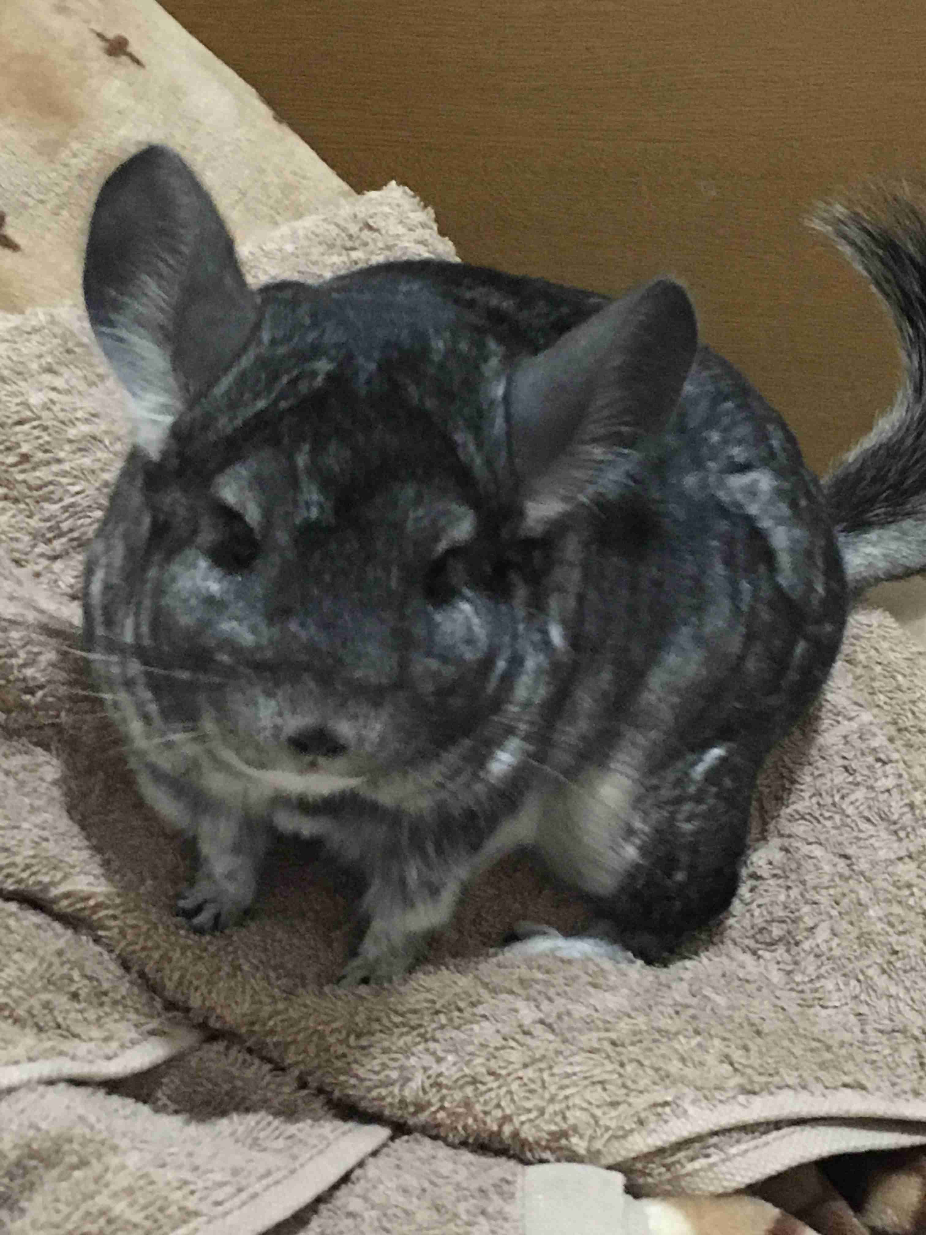 どんなペット飼ってますか?ペット自慢