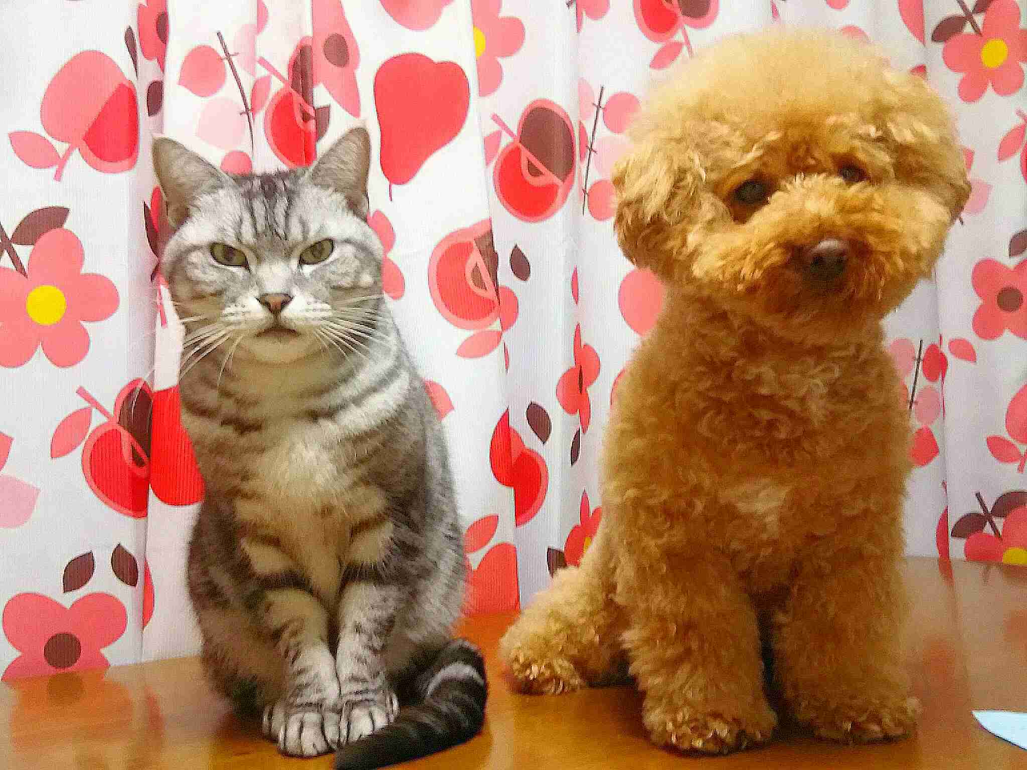 どんなペット飼ってますか?ペット自慢