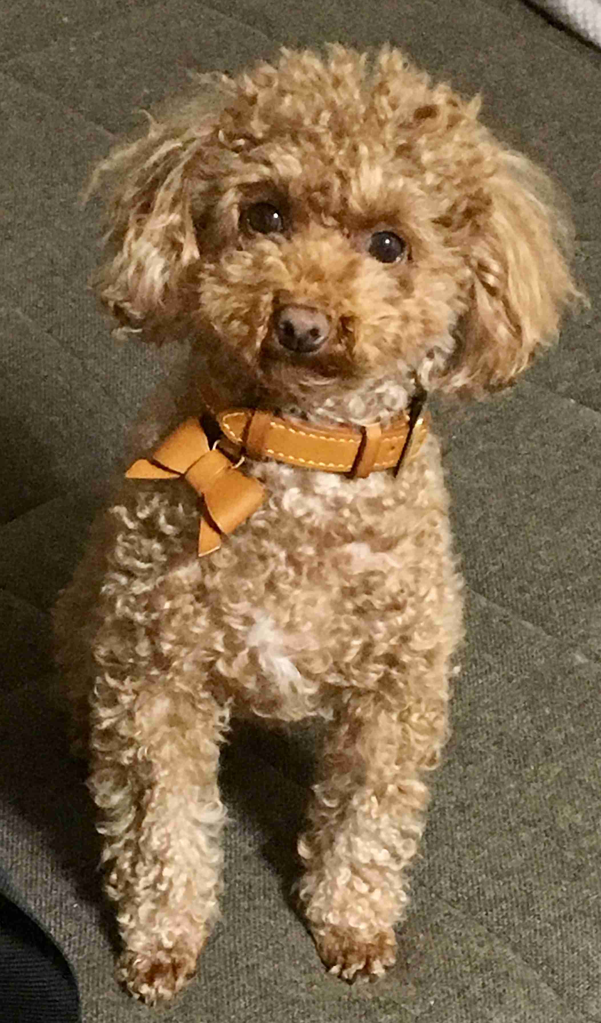 どんなペット飼ってますか?ペット自慢