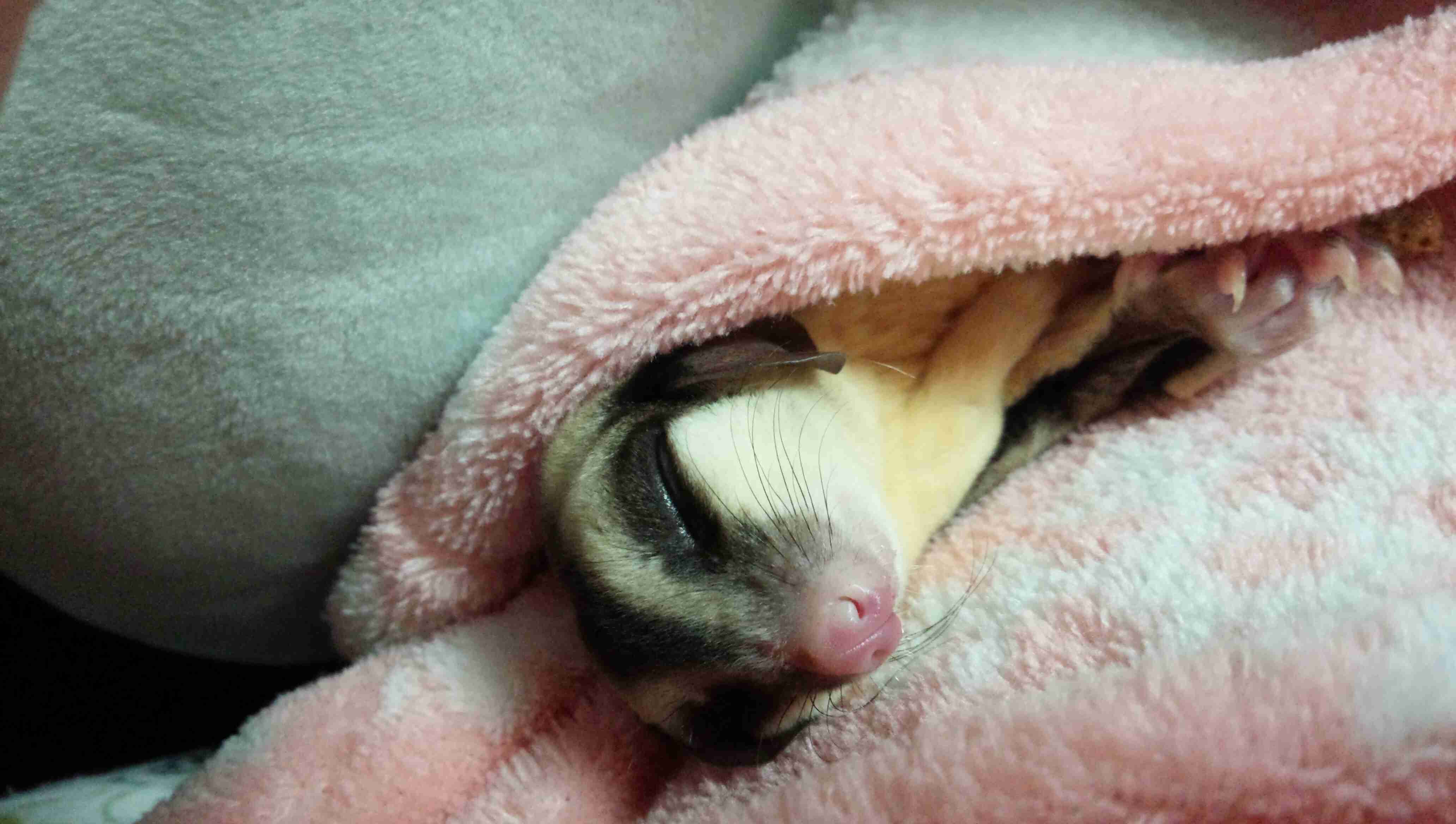 どんなペット飼ってますか?ペット自慢