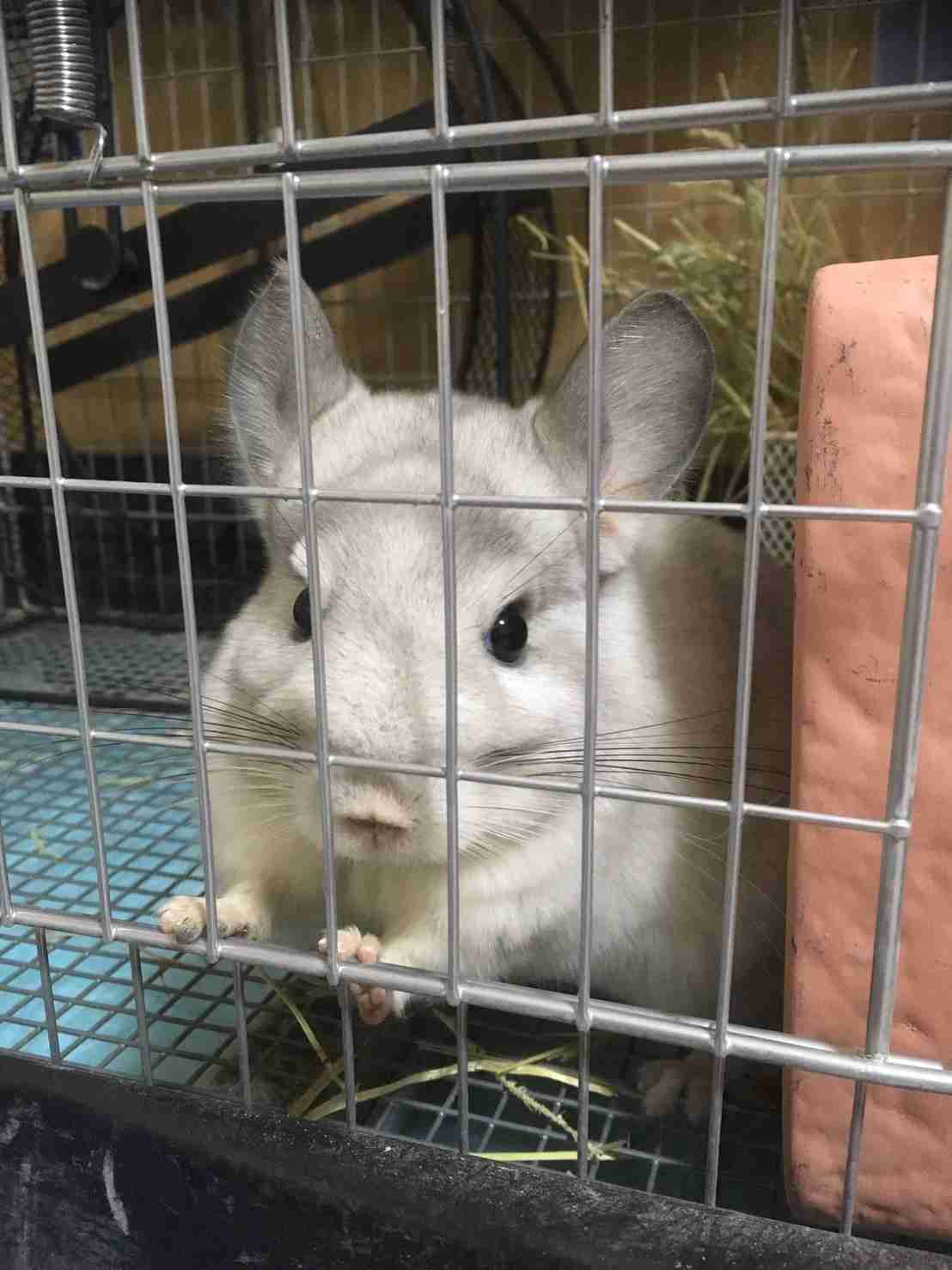 どんなペット飼ってますか?ペット自慢