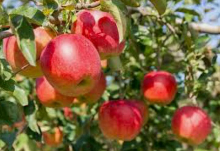 【新年】縁起が良さそうな画像を貼るトピ