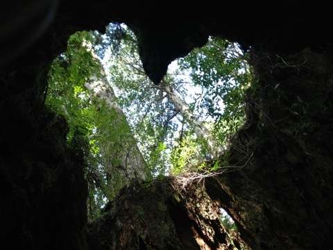 【新年】縁起が良さそうな画像を貼るトピ