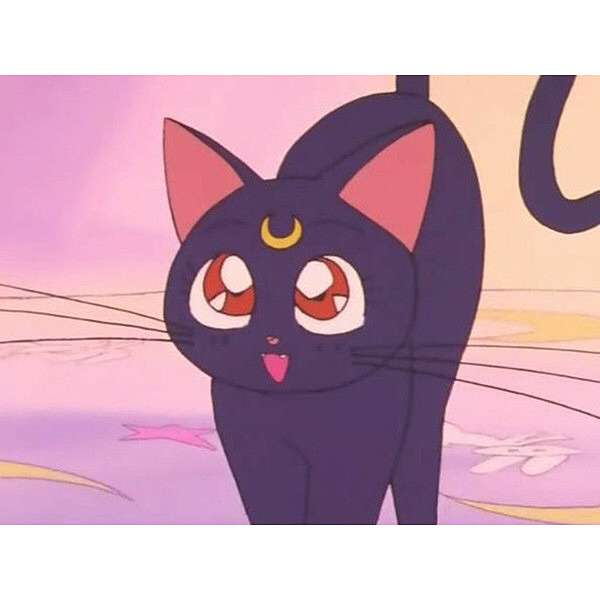 人間以外のアニメキャラ、一つ飼えるとしたら何にする？