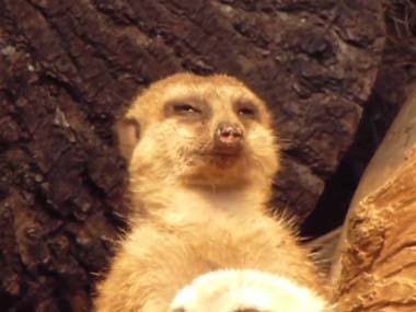 冷めた表情をした画像が集まるトピ