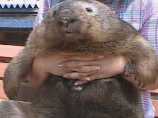 冷めた表情をした画像が集まるトピ