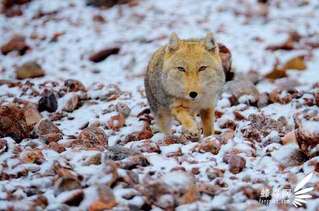 冷めた表情をした画像が集まるトピ