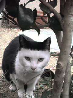 冷めた表情をした画像が集まるトピ