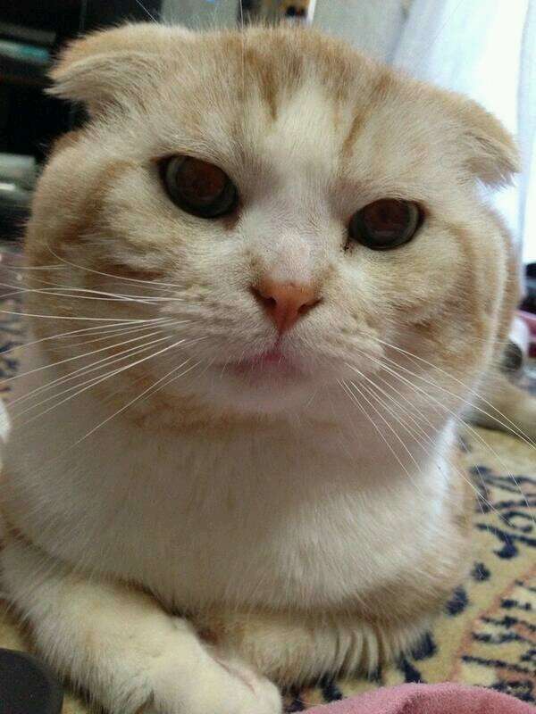 冷めた表情をした画像が集まるトピ