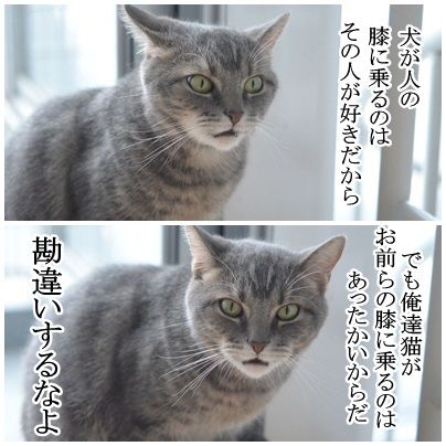 冷めた表情をした画像が集まるトピ