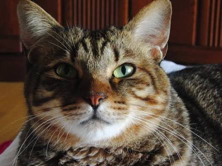 冷めた表情をした画像が集まるトピ