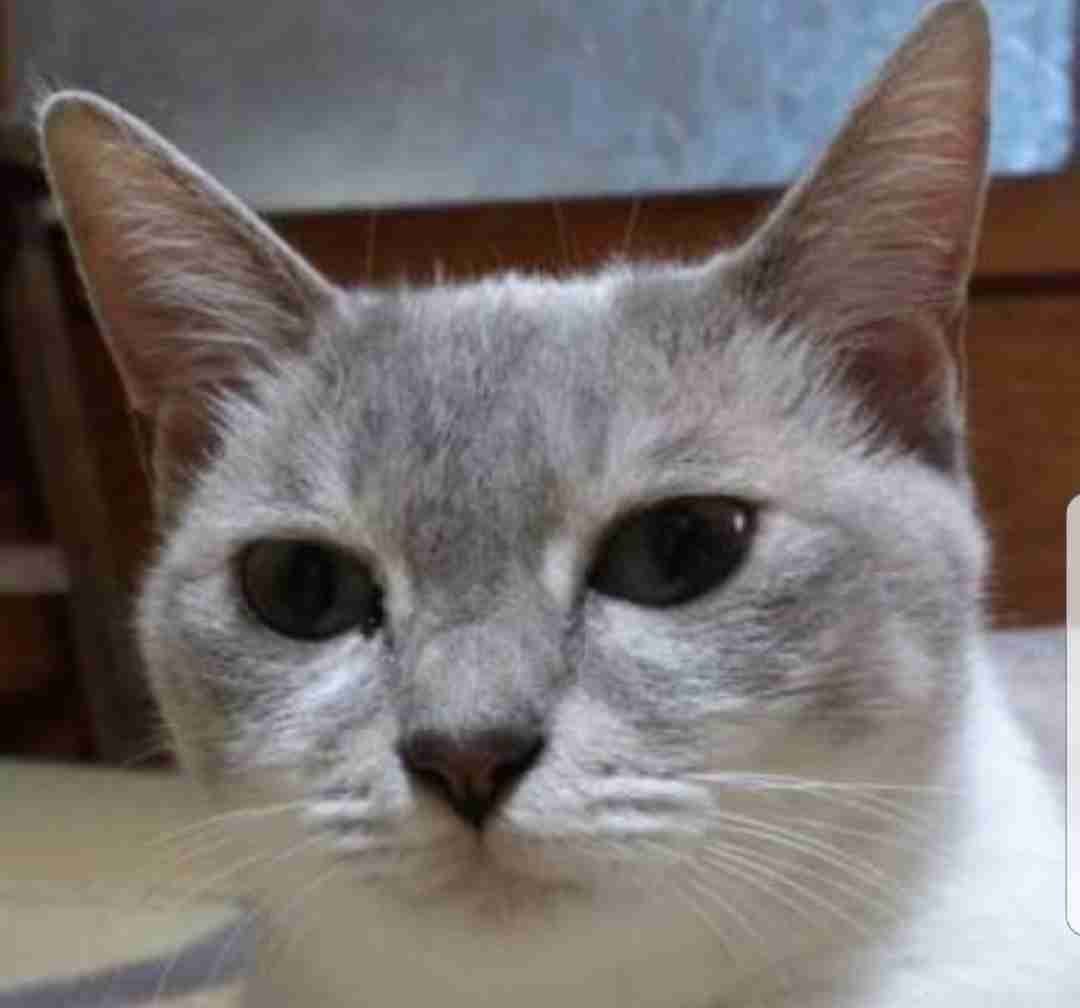 冷めた表情をした画像が集まるトピ