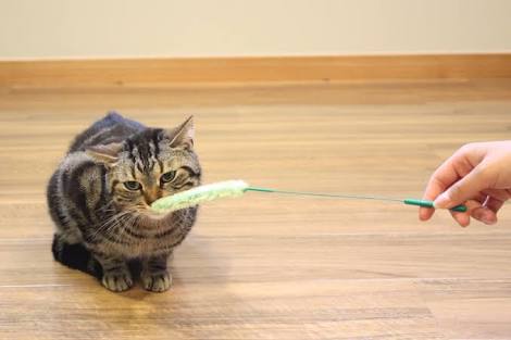 冷めた表情をした画像が集まるトピ