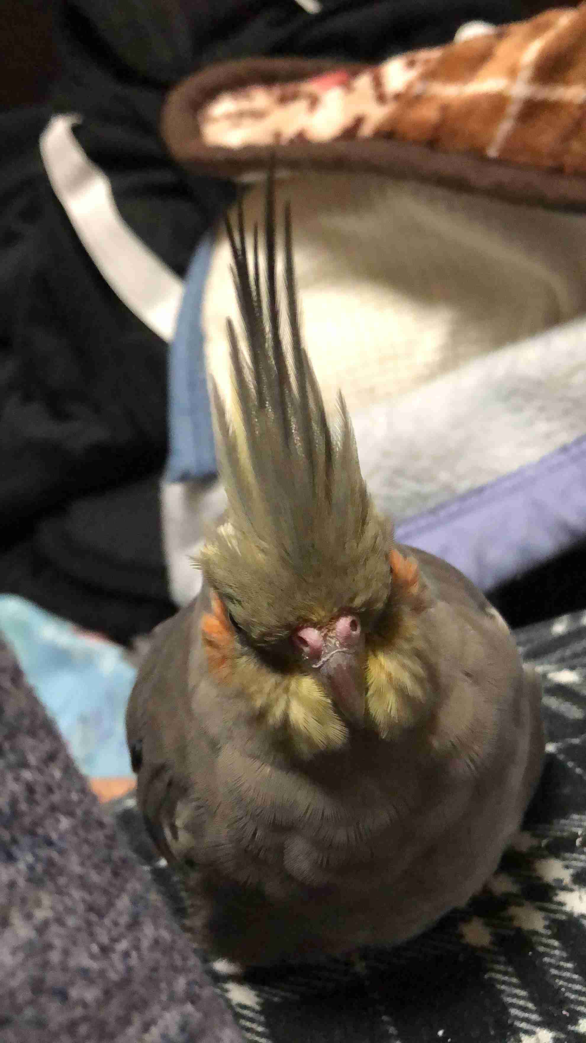 冷めた表情をした画像が集まるトピ