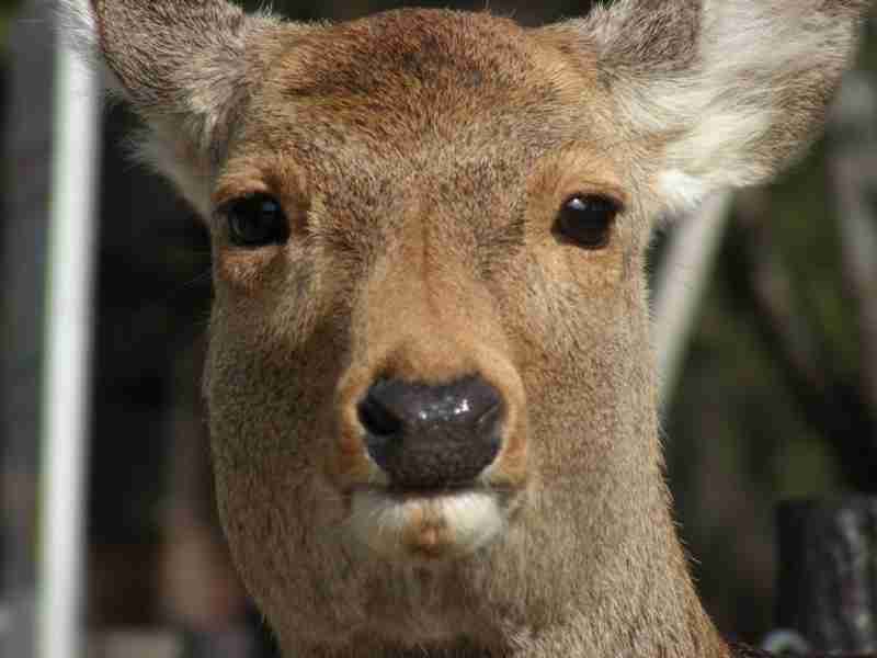 冷めた表情をした画像が集まるトピ