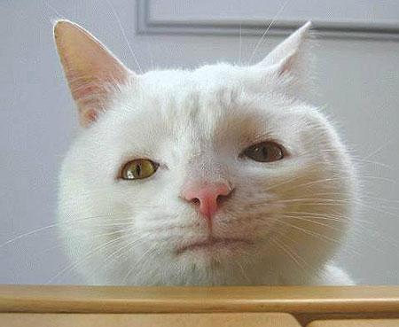 冷めた表情をした画像が集まるトピ