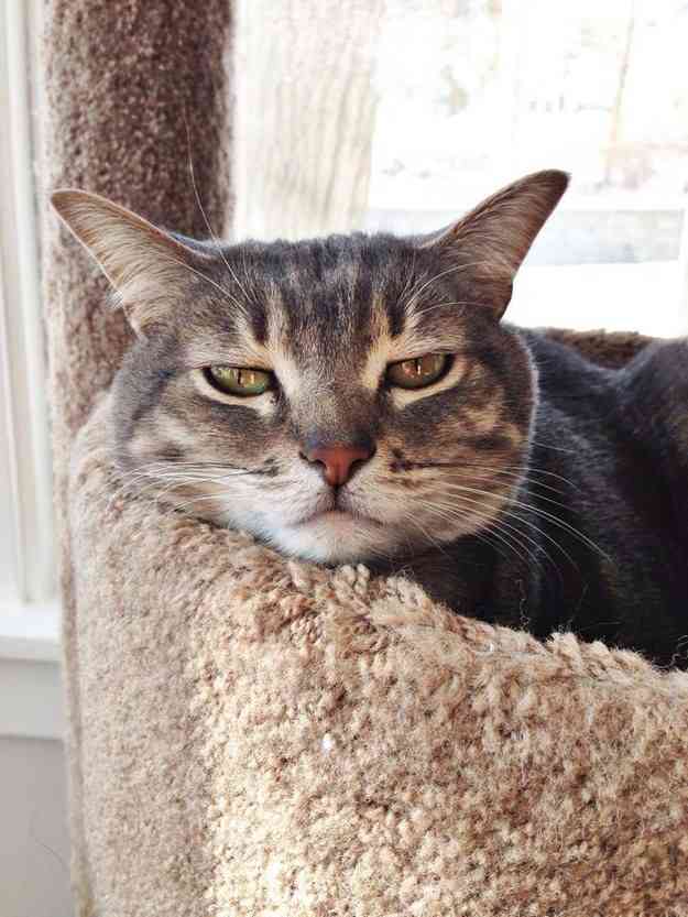 冷めた表情をした画像が集まるトピ