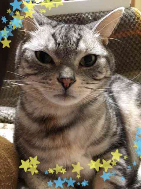 冷めた表情をした画像が集まるトピ