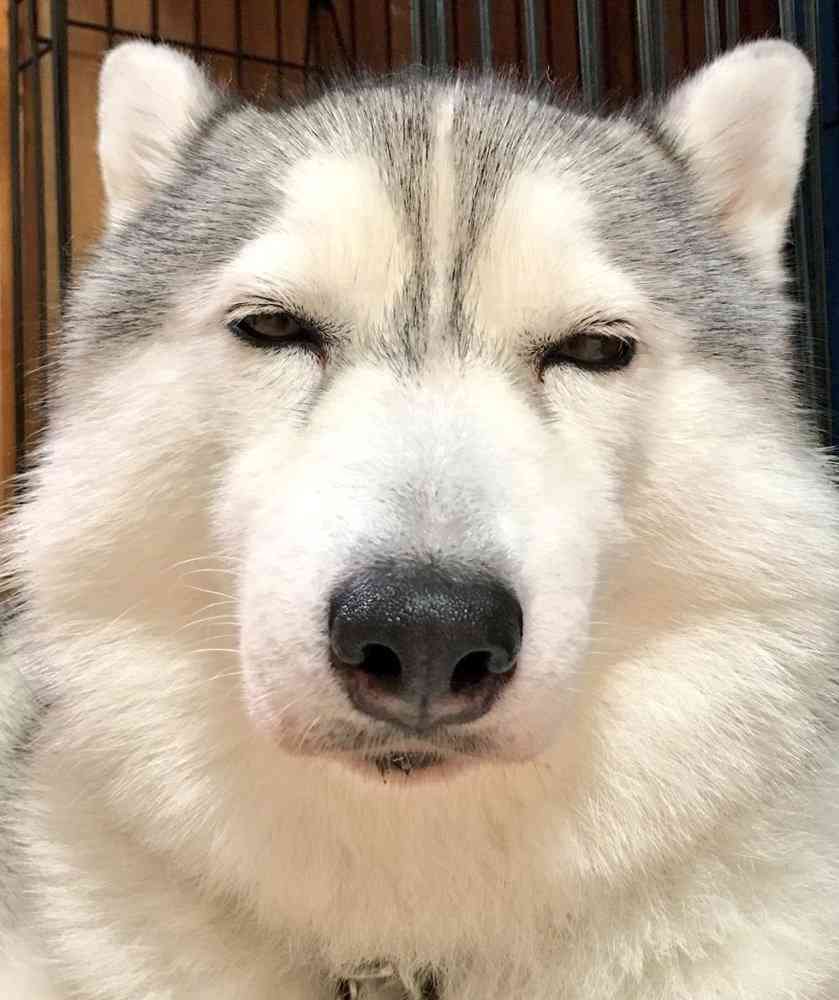 冷めた表情をした画像が集まるトピ