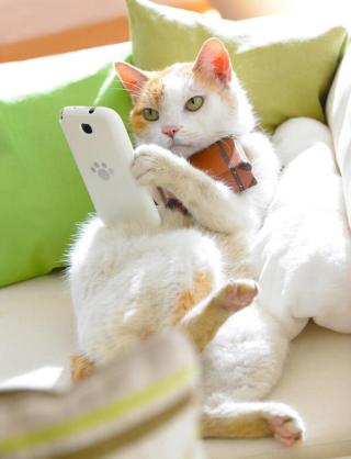 冷めた表情をした画像が集まるトピ