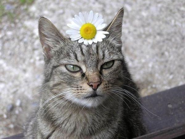 冷めた表情をした画像が集まるトピ