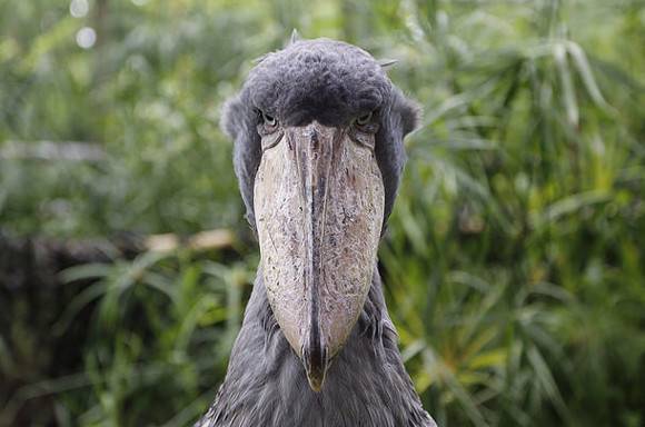 冷めた表情をした画像が集まるトピ